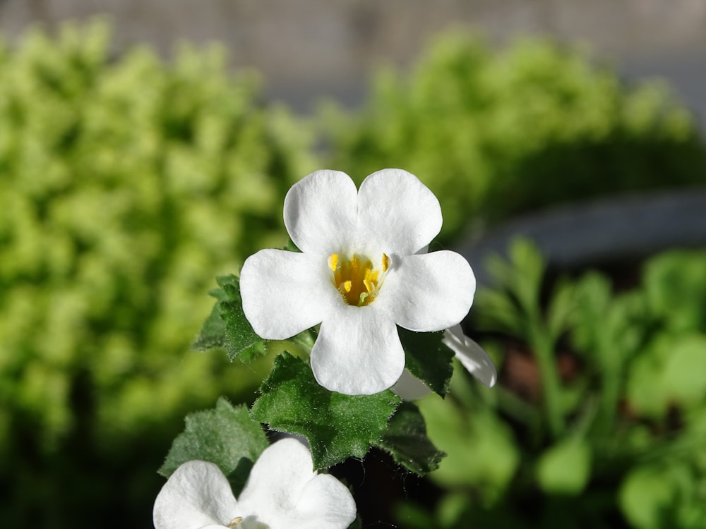 a close up of a white flower with green leaves