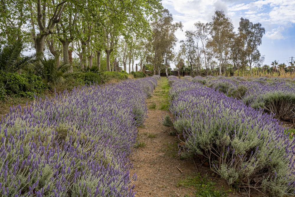 a path through a field of lavender flowers