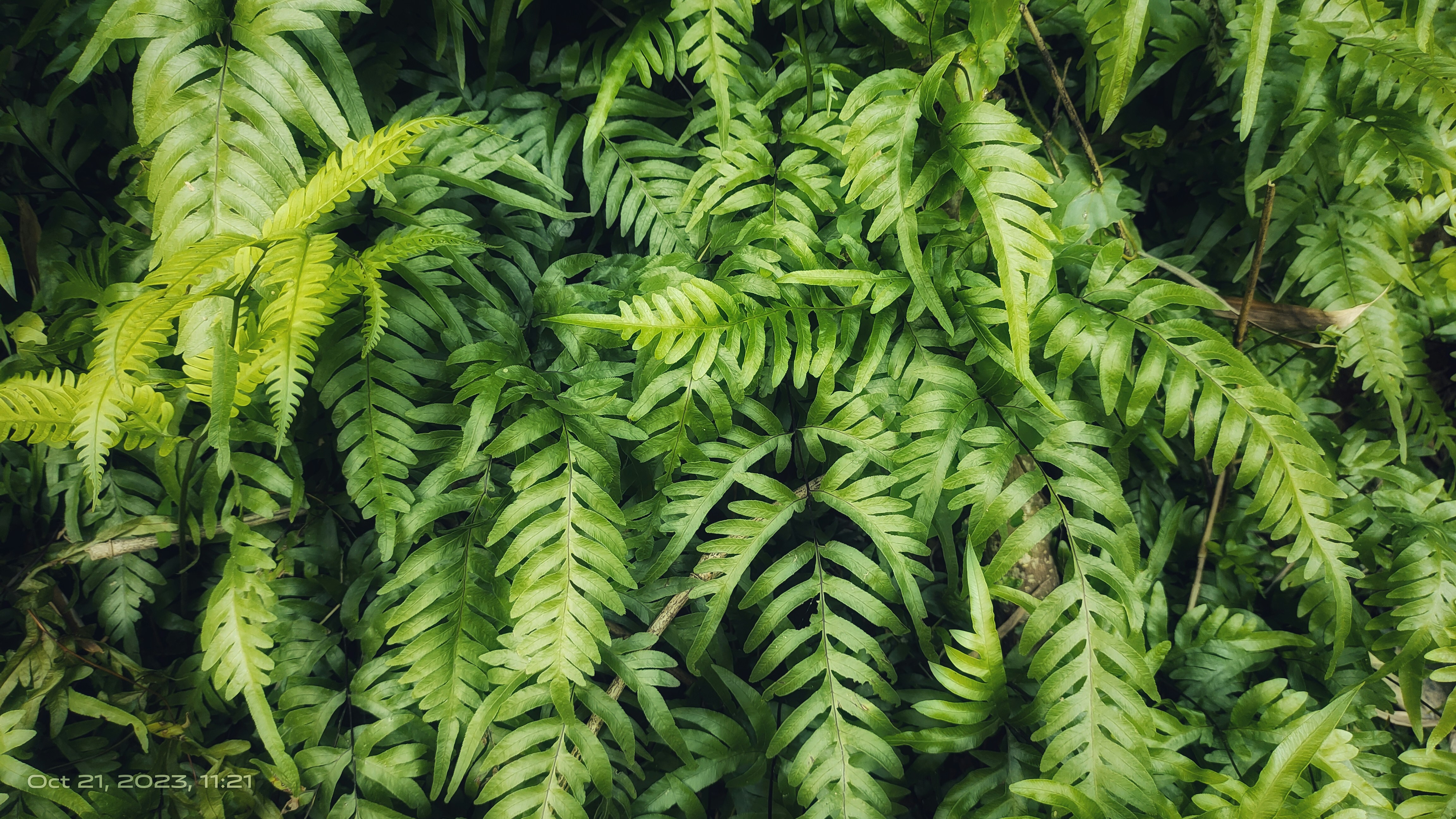 Photo by jyotiradityap