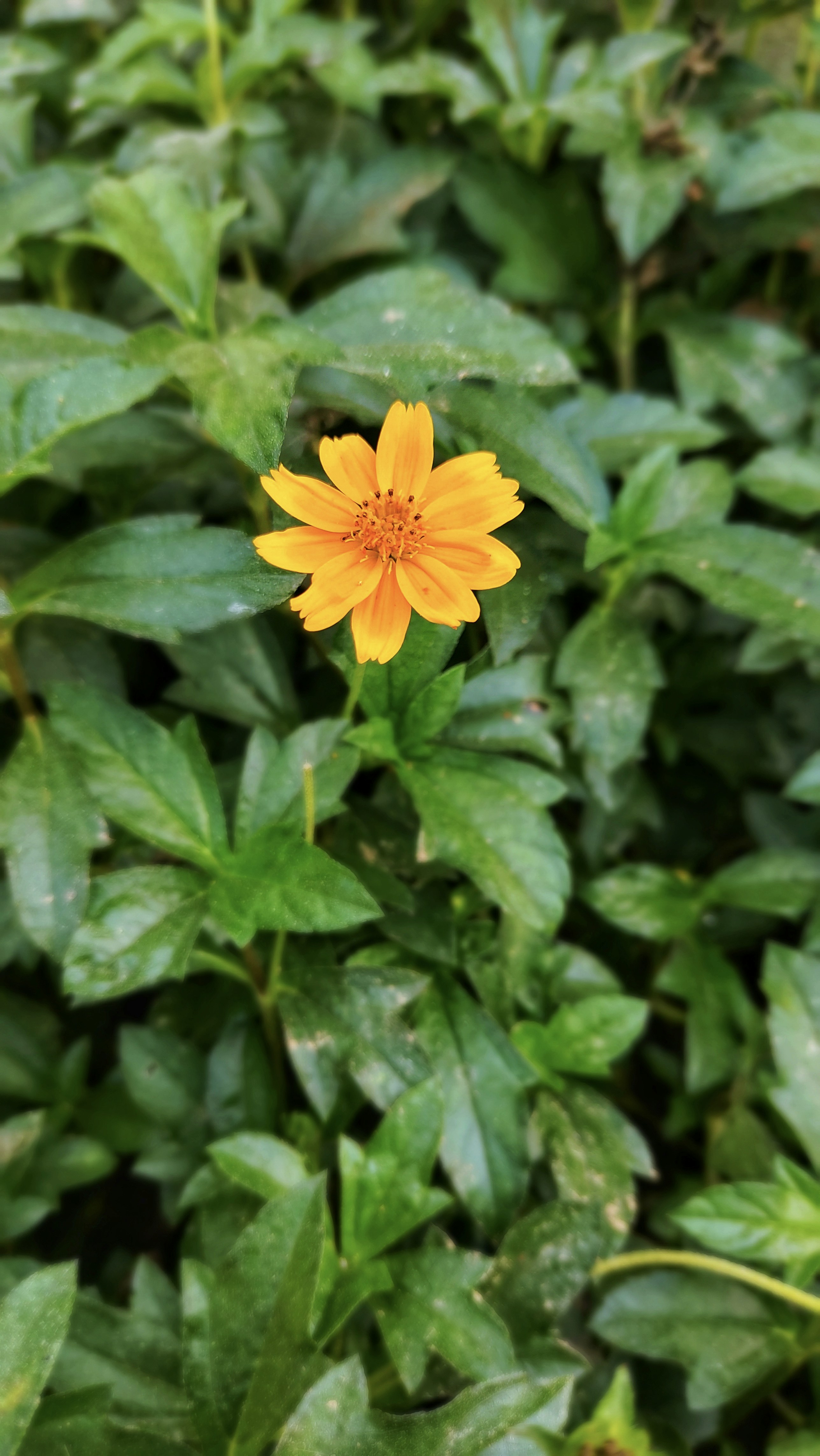 Photo by jyotiradityap