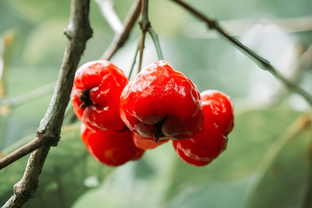 a couple of red berries hanging from a tree