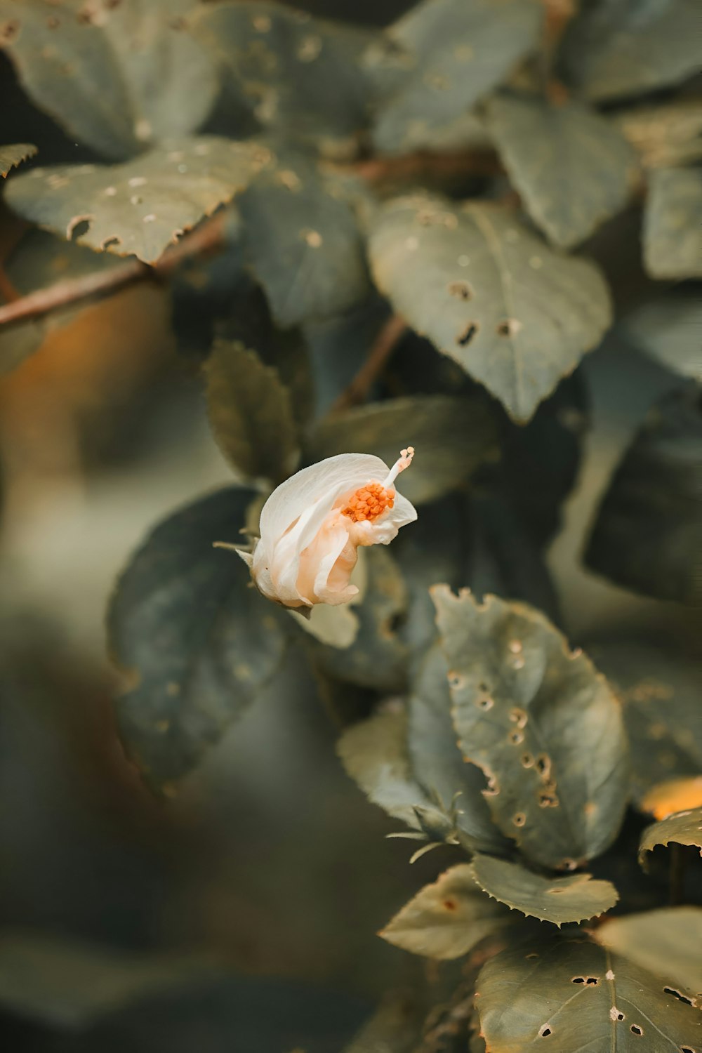 a white and orange flower on a tree branch