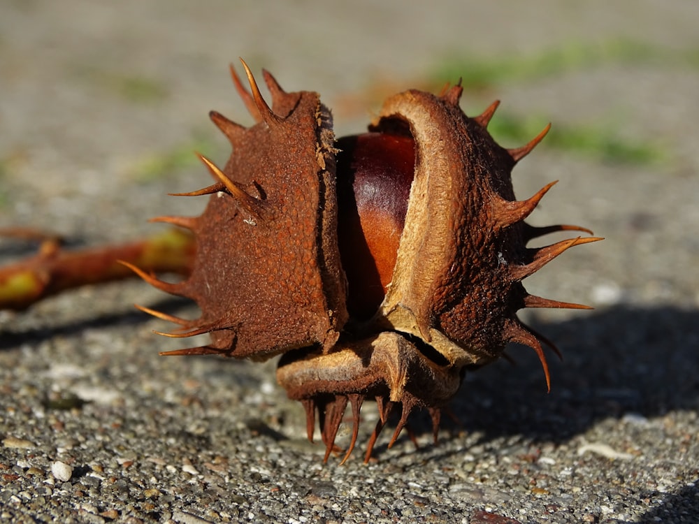 a close up of a flower on the ground