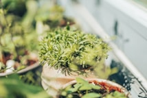 A collection of potted plants with lush green leaves, set against a soft background. The focus is on the plants, which appear vibrant and healthy. The lighting suggests a sunny environment, enhancing the natural green hues.