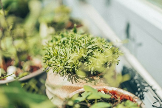 A collection of potted plants with lush green leaves, set against a soft background. The focus is on the plants, which appear vibrant and healthy. The lighting suggests a sunny environment, enhancing the natural green hues.