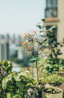 A close-up view of a balcony garden featuring a variety of potted plants with green leaves and some plants with small orange flowers. The background reveals a blurred urban skyline, indicating that the garden is situated in a city environment. The sunlight gently illuminates the foliage, creating a vibrant and serene atmosphere.