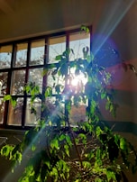 Sunlight streaming through a window onto a peaceful indoor plant, symbolizing growth and balance.