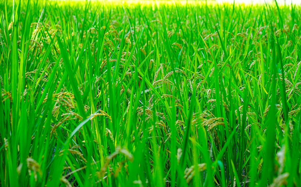 a close up of a field of green grass
