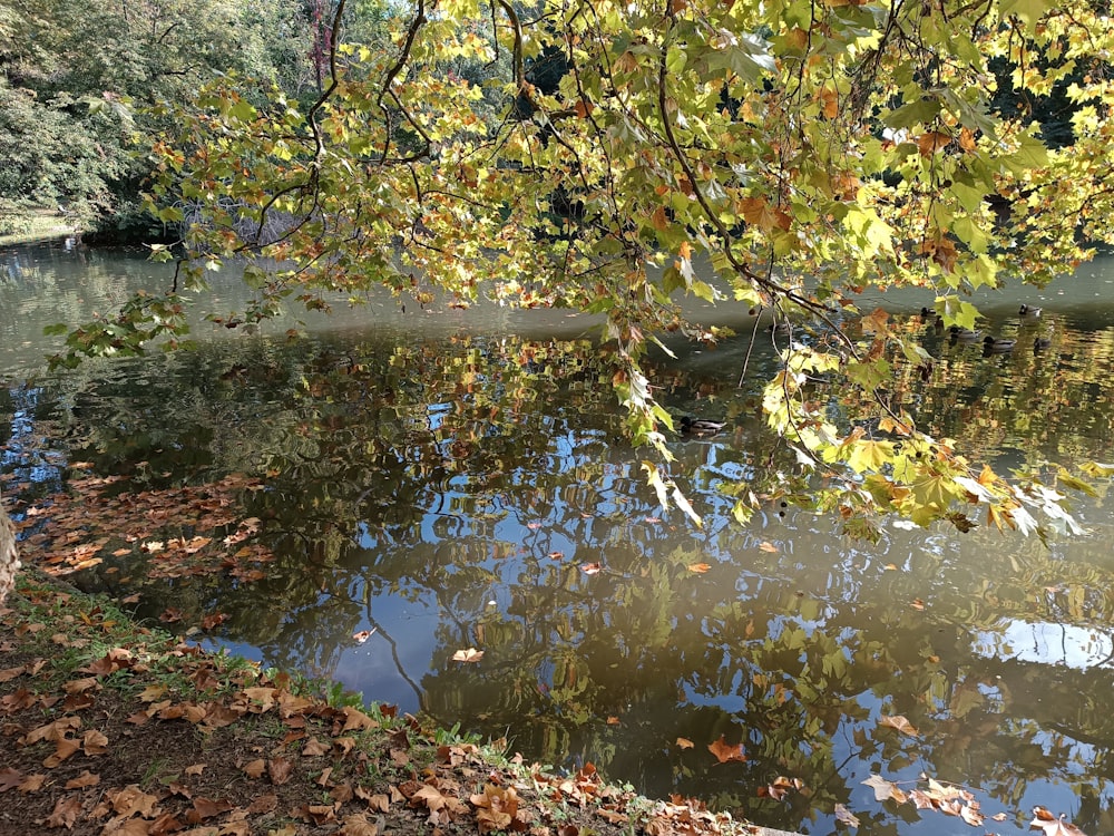 um corpo de água cercado por árvores e folhas