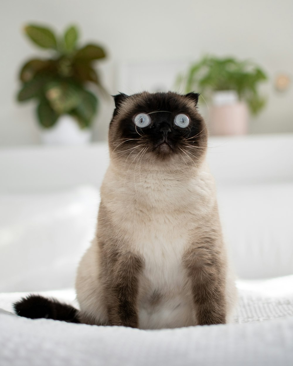 a siamese cat with blue eyes sitting on a bed
