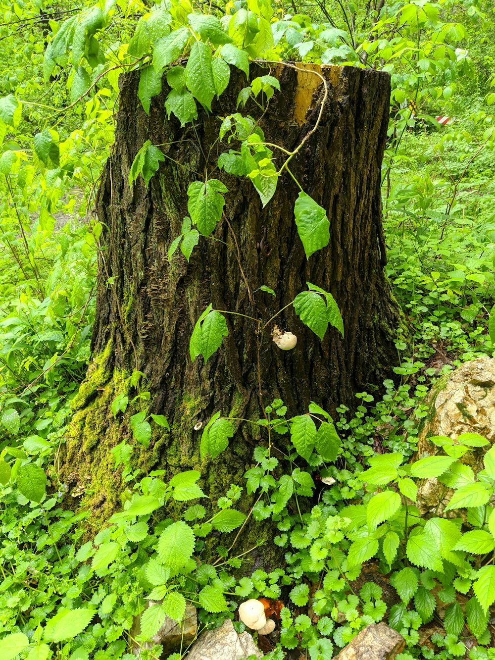a tree stump in the middle of a lush green forest