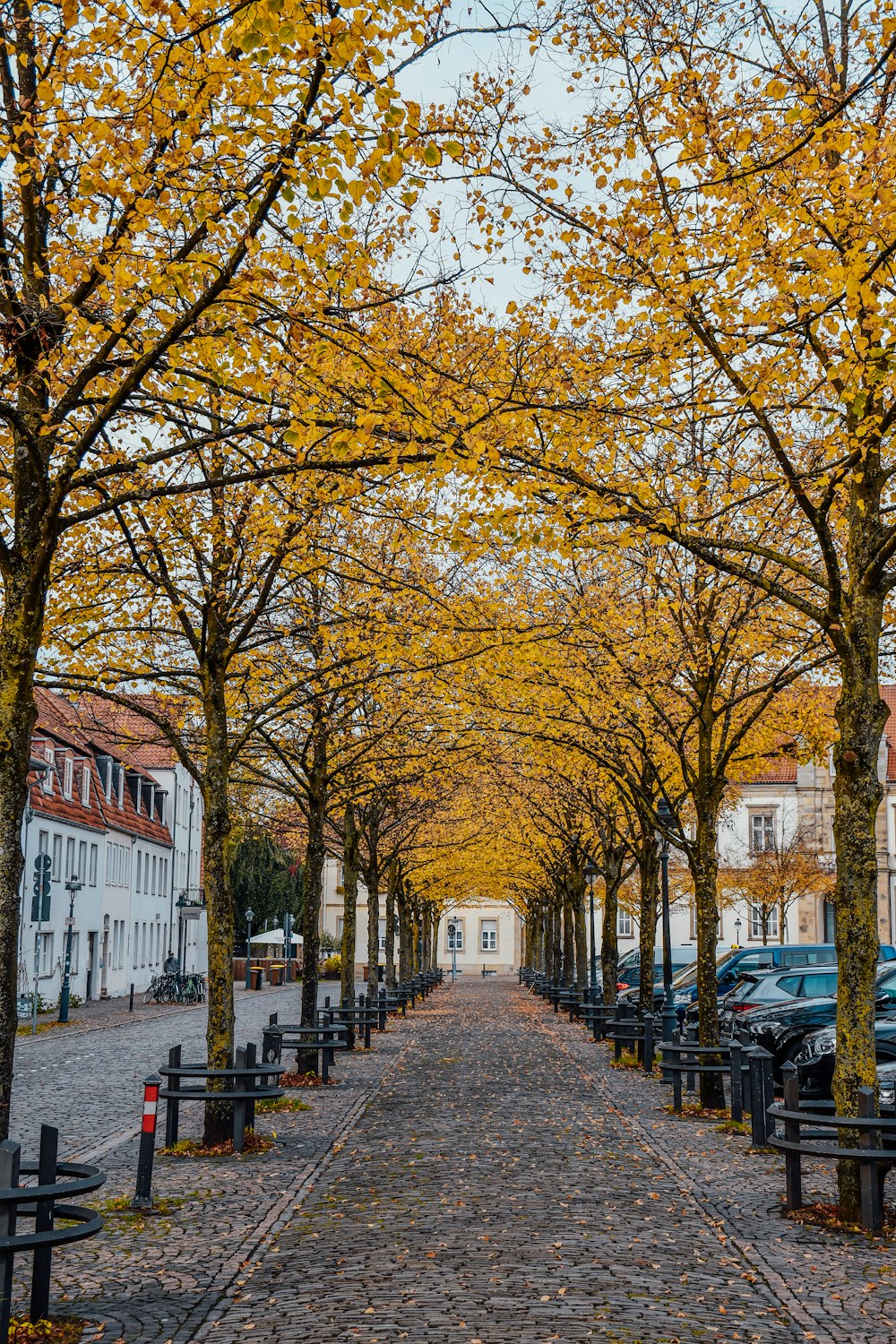 a street lined with trees with yellow leaves