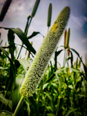 Close-up of golden foxtail millet grains spilling from a rustic sack.