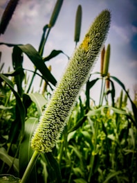 A close-up of a millet plant with its long, slender grain head prominent against a background of green leaves and additional millet stalks. The sky appears overcast.