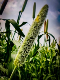 A close-up of a millet plant with its long, slender grain head prominent against a background of green leaves and additional millet stalks. The sky appears overcast.