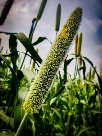 A close-up of a millet plant with its long, slender grain head prominent against a background of green leaves and additional millet stalks. The sky appears overcast.
