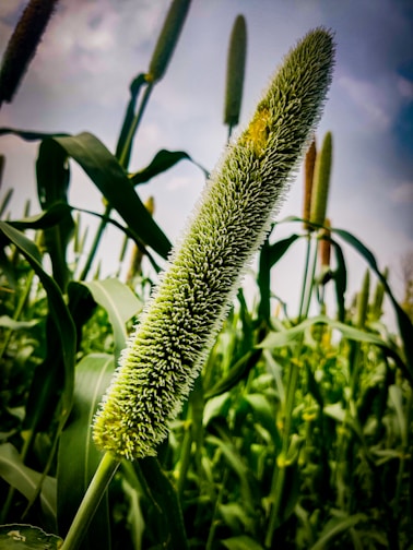 A close-up of a millet plant with its long, slender grain head prominent against a background of green leaves and additional millet stalks. The sky appears overcast.