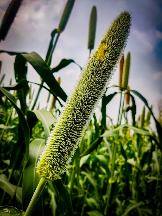 A close-up of a millet plant with its long, slender grain head prominent against a background of green leaves and additional millet stalks. The sky appears overcast.