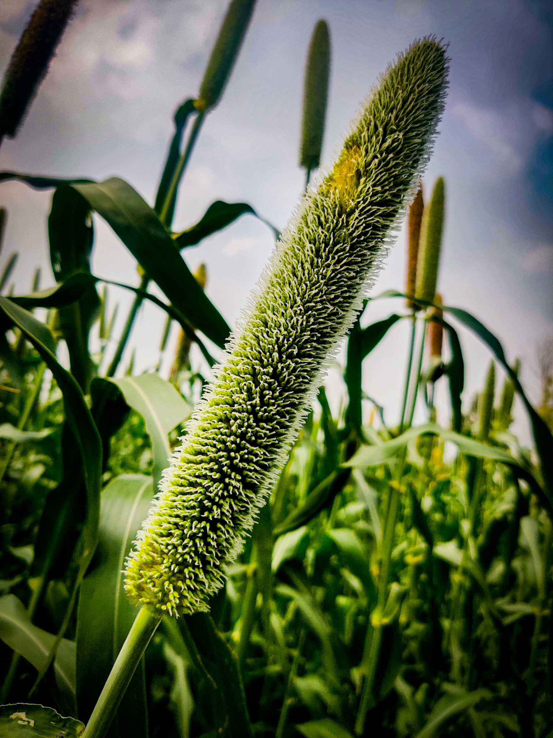 black and white bed linen