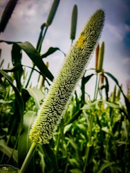 The Benefits of Millet-Based Snacks for Health-Conscious Families