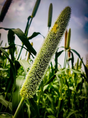 A close-up of a millet plant with its long, slender grain head prominent against a background of green leaves and additional millet stalks. The sky appears overcast.