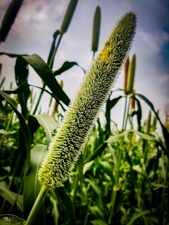 A close-up of a millet plant with its long, slender grain head prominent against a background of green leaves and additional millet stalks. The sky appears overcast.