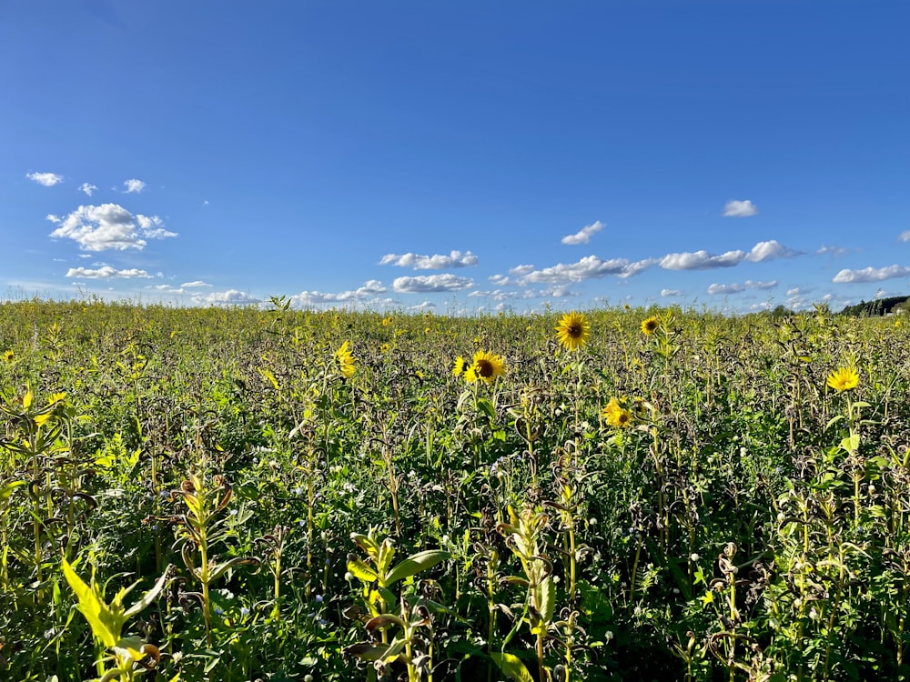 a field of sunflowers under a blue sky
