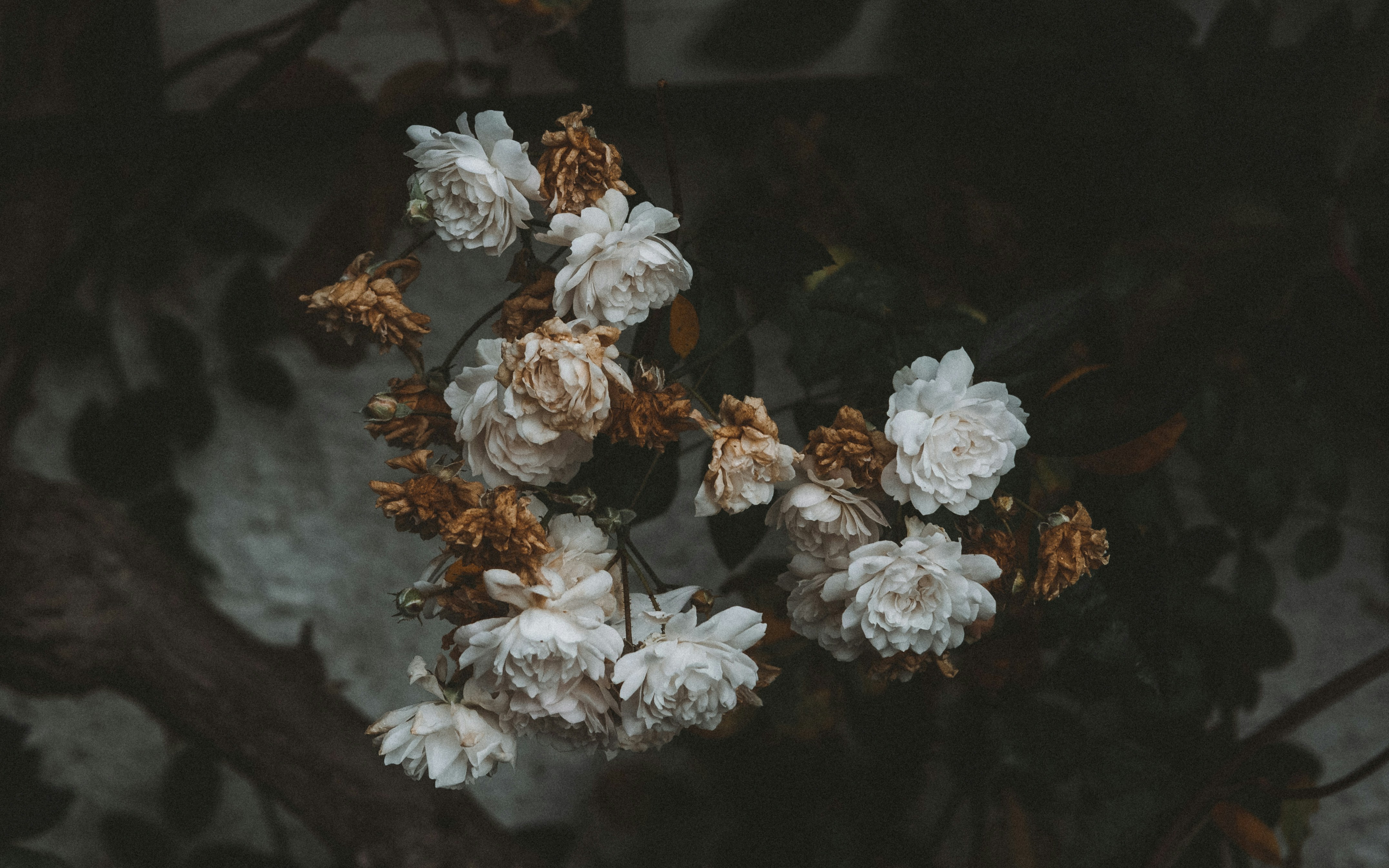 ein Strauß weißer Blumen sitzt auf einem Baum