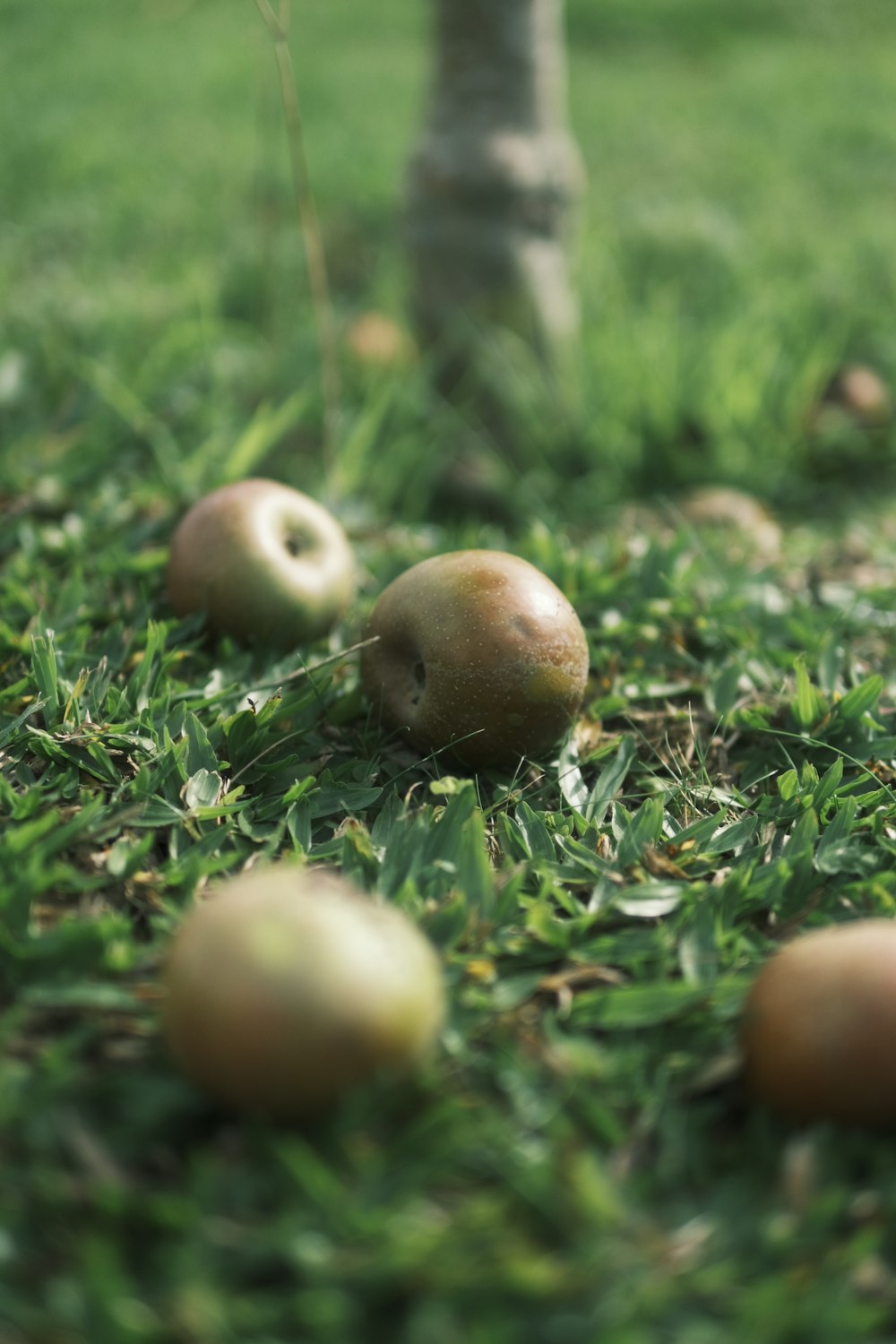 a group of apples sitting on top of a lush green field