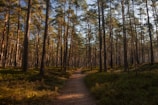 A serene forest trail in Oregon with tall pine trees and dappled sunlight.