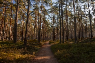 A serene forest path in Podlasie with sunlight filtering through tall pine trees.