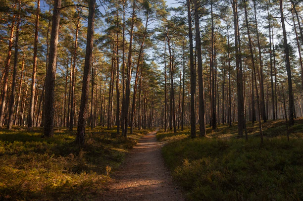 A serene forest trail with sunlight filtering through tall pine trees.
