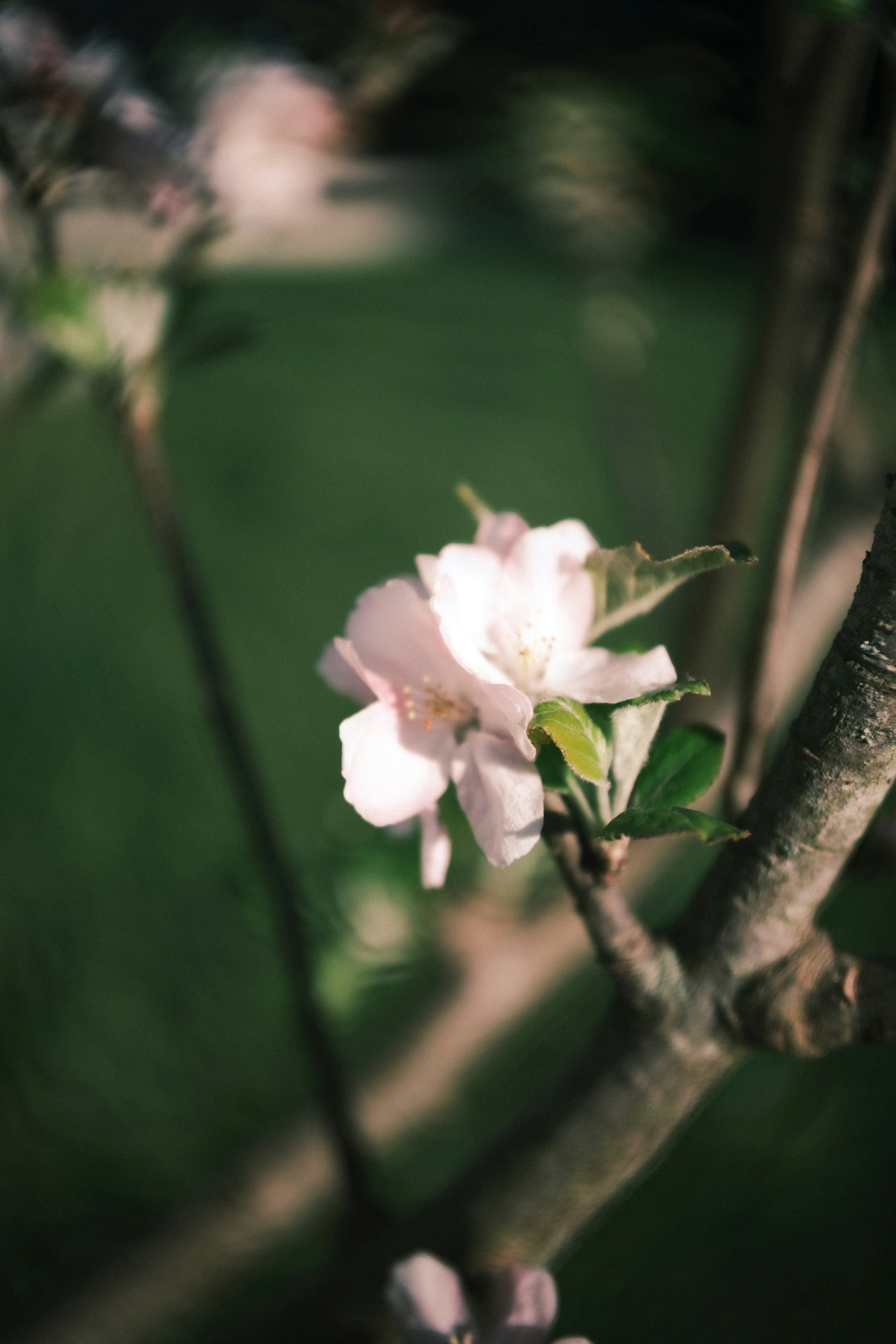 a close up of a flower on a tree
