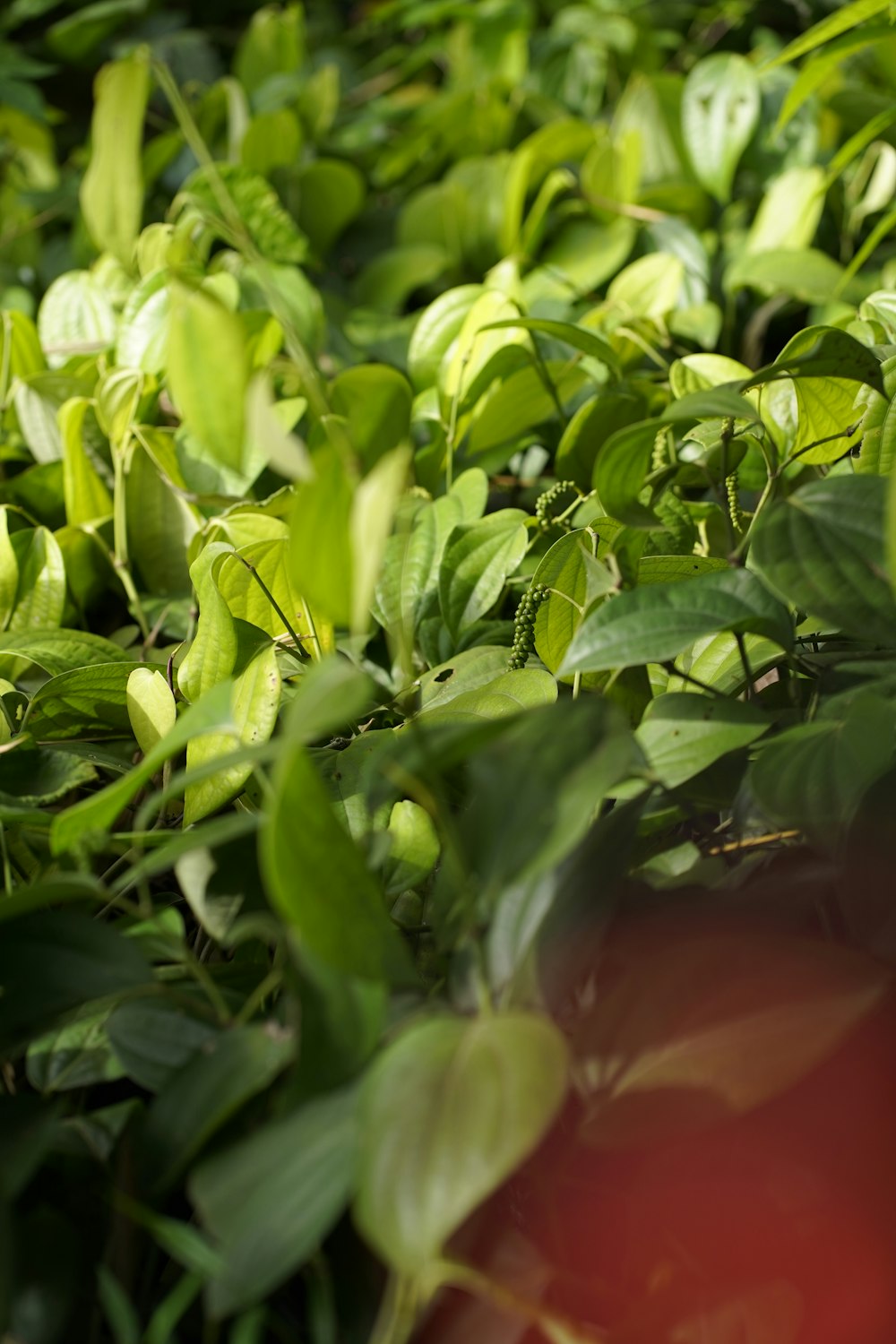 Un primer plano de un manojo de hojas verdes