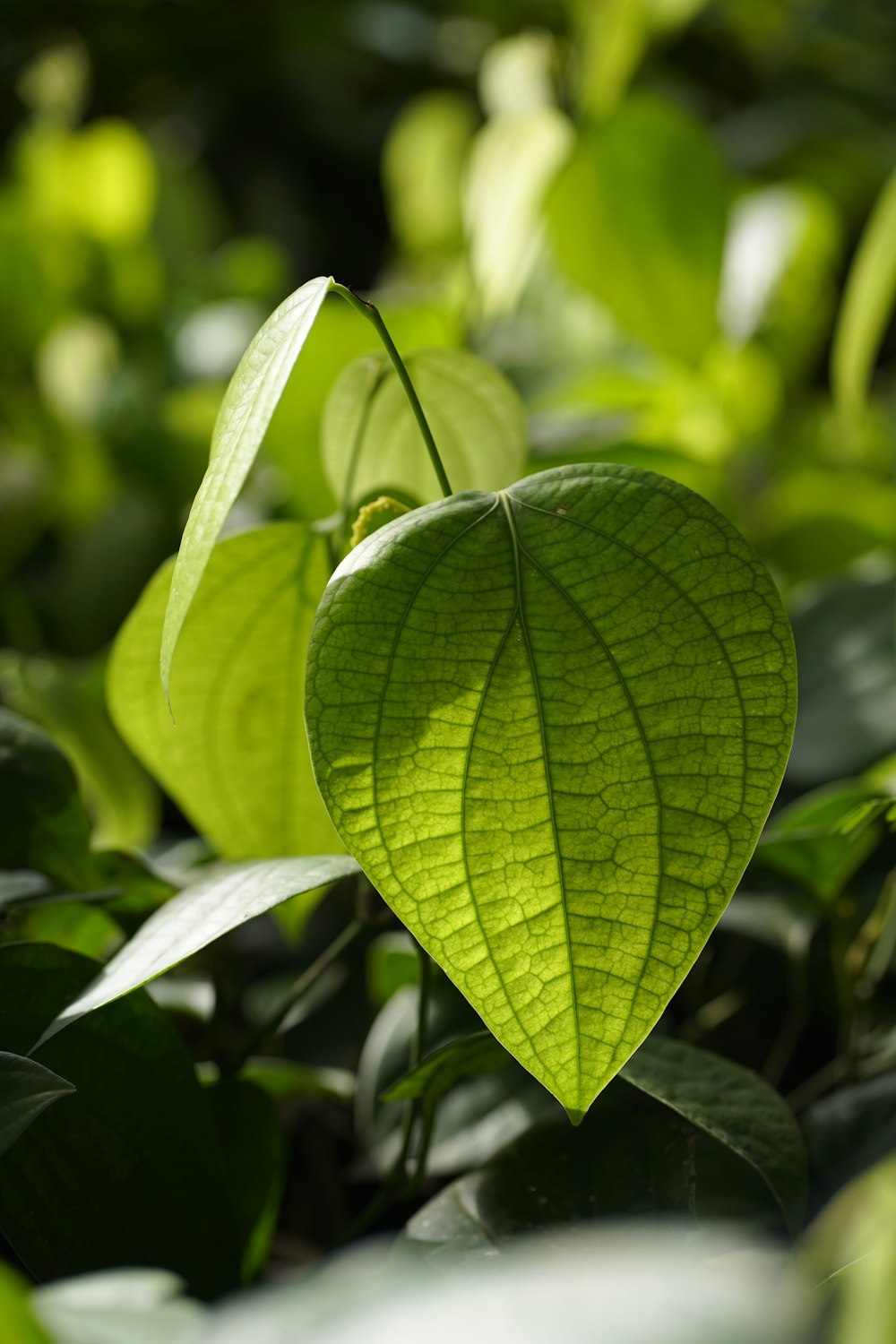 una foglia verde a forma di cuore su una pianta