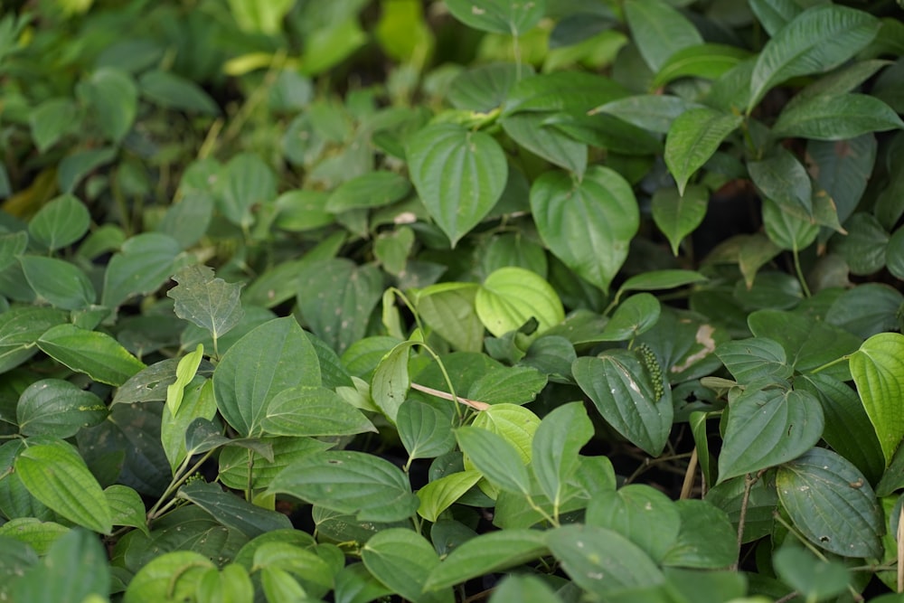 a close up of a bunch of green leaves