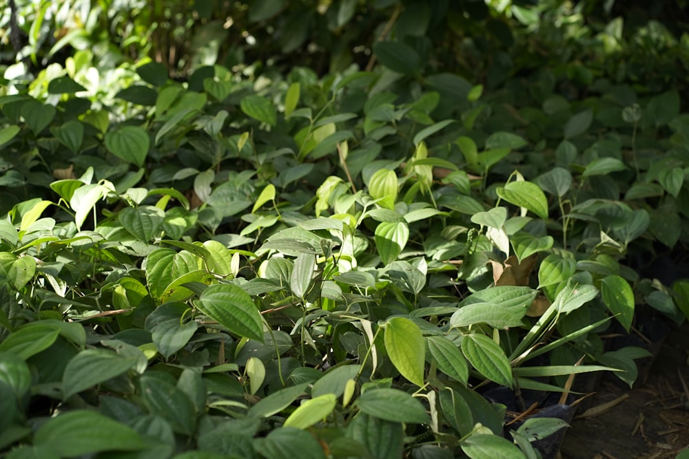 a field full of green plants with lots of leaves