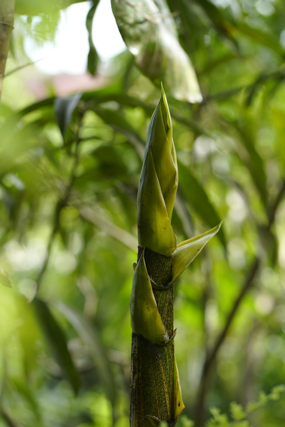 a plant that is growing on a tree