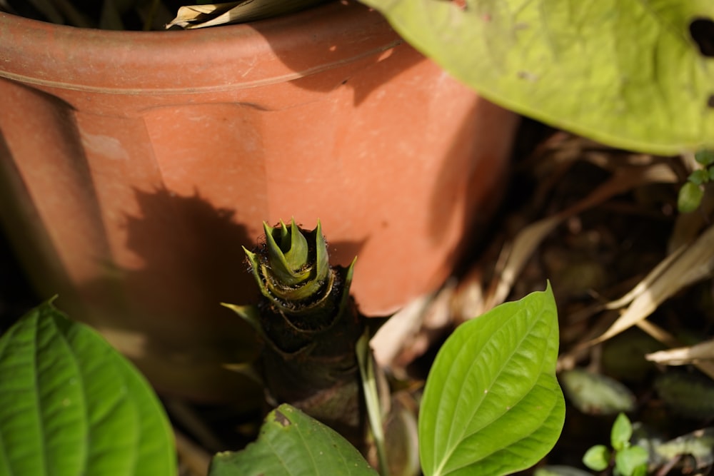 a small green plant in a clay pot