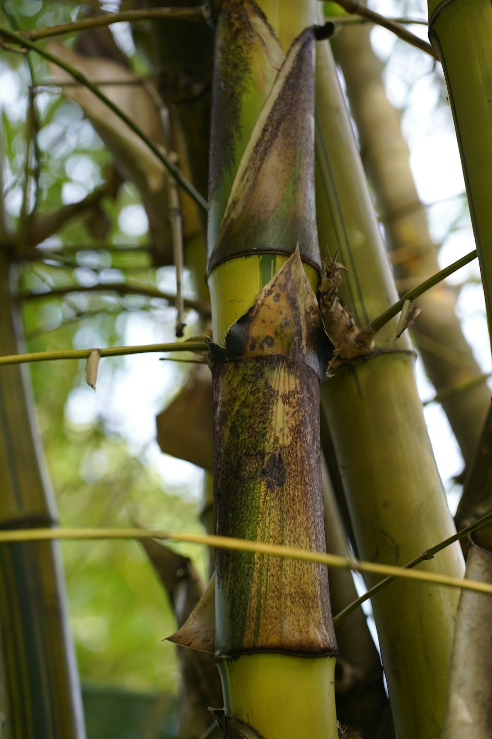 a close up of a tree with many leaves