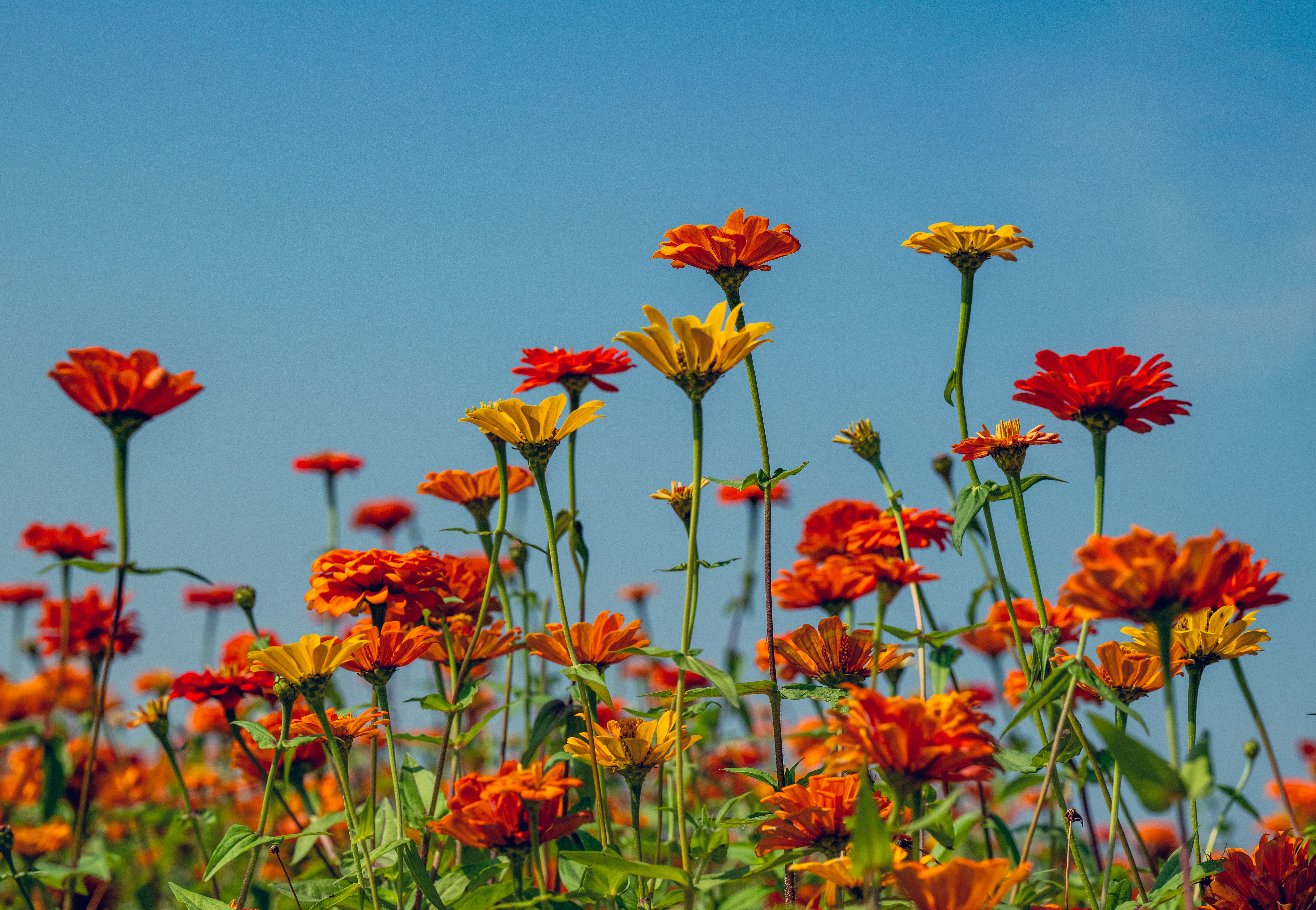 Colorful flower fields blooming vibrantly under clear blue sky.