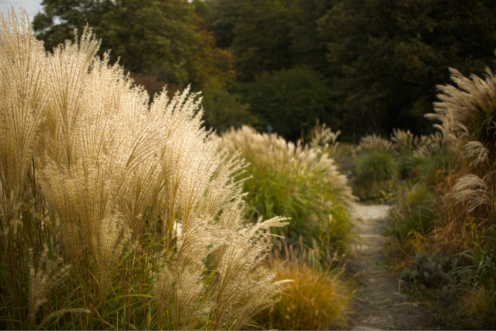 a path through a field of tall grass