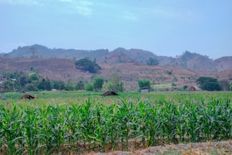A lush green field of tall crops stretches across the foreground, with scattered huts and trees providing contrast. In the background, rolling hills rise with patches of vegetation and barren land visible, under a blue sky with a light scattering of clouds.