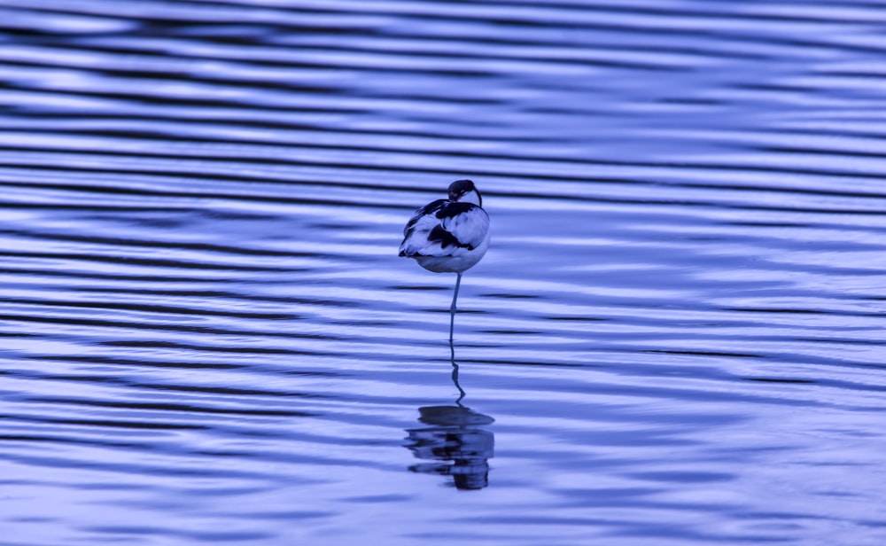 a small bird standing on top of a body of water