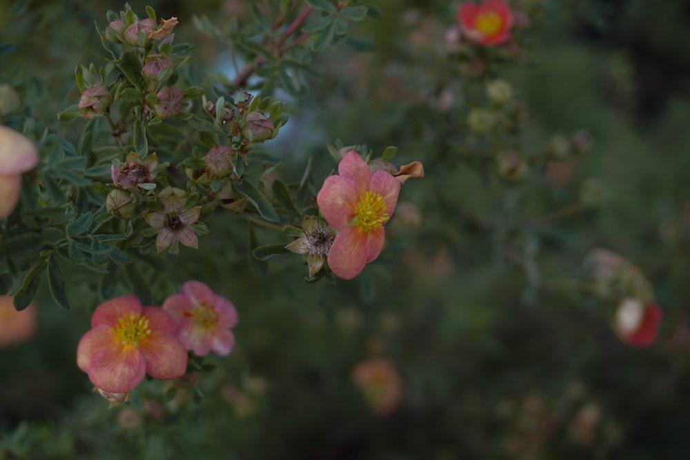a group of pink flowers with yellow centers