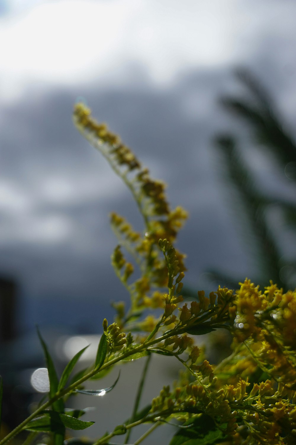 a close up of a plant with yellow flowers