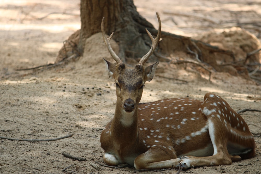 a deer laying on the ground next to a tree