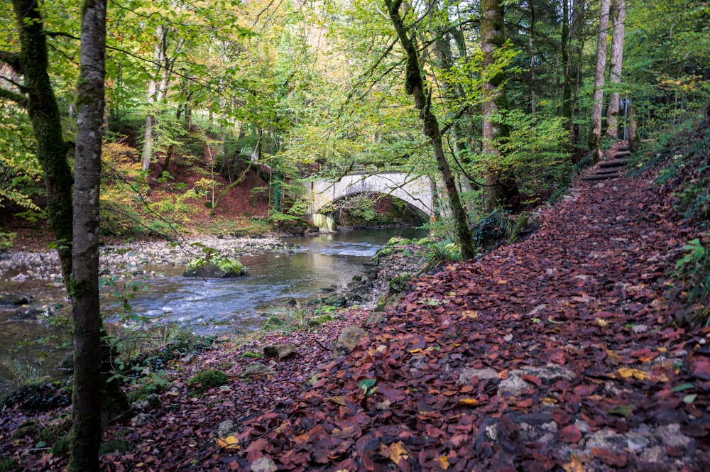 une rivière qui coule à travers une forêt verdoyante