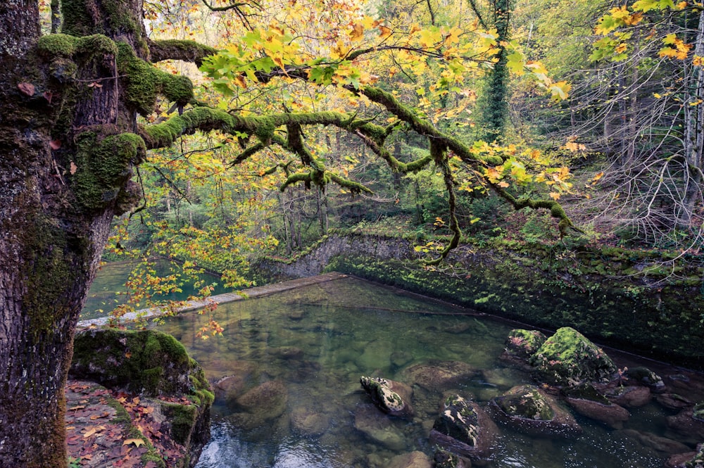 Un ruisseau qui traverse une forêt verdoyante