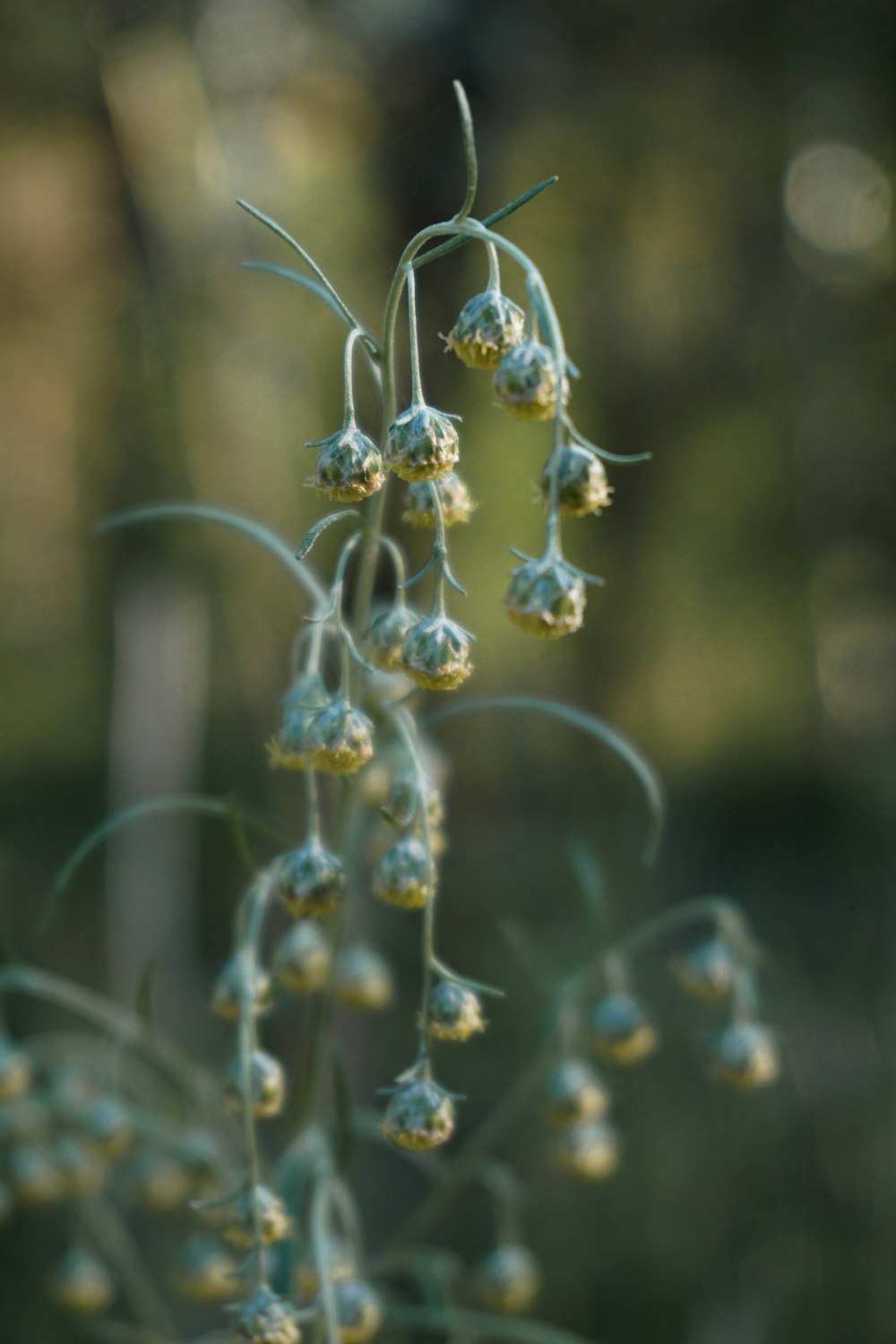 a close up of a plant with small white flowers